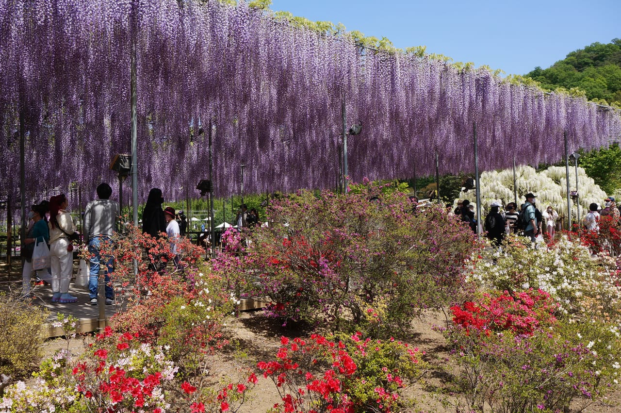 あしかがフラワーパークの大藤、絶景の花さんぽ日帰りプラン