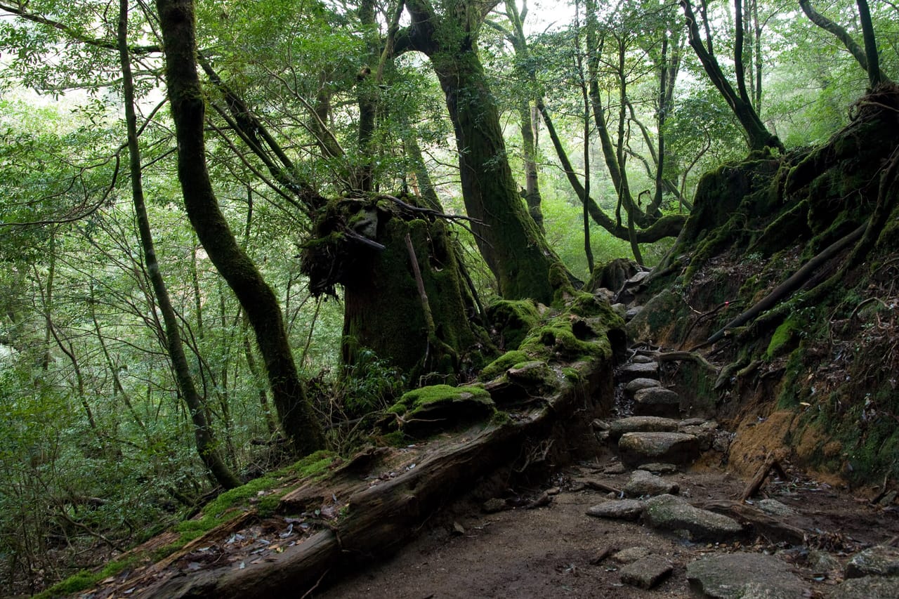 白谷雲水峡、もののけ姫の森と呼ばれる苔むす渓谷プラン